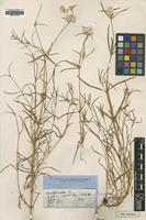 Type of Gomphrena flaccida R.Br. [family AMARANTHACEAE]