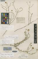 Type of Pulicaria crispa (Forssk.) Hook.f. ex Benth., Oliv. & Hiern [family ASTERACEAE]