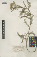 Type of Achillea carpatica Blocki ex Dubovik [family ASTERACEAE]