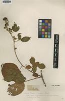 Type of Rubus radula Fisch.-Oost. var. morifolius [family ROSACEAE]
