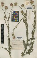 Type of Carduus x nuriae Sennen & Pau [family ASTERACEAE]