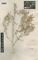 Type of Centaurea ucriae Lacaita [family ASTERACEAE]
