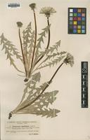 Type of Taraxacum aequilobum Dahlst. [family ASTERACEAE]