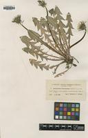 Type of Taraxacum bracteatum Dahlst. [family ASTERACEAE]