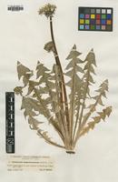 Type of Taraxacum angermannicum Dahlst. [family ASTERACEAE]