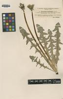 Type of Taraxacum laciniosum Dahlst. [family ASTERACEAE]