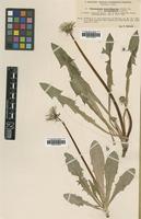 Type of Taraxacum maculigerum Dahlst. ssp. euryphyllum [family ASTERACEAE]
