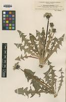 Type of Taraxacum piceatum Dahlst. [family ASTERACEAE]