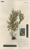 Isotype of Plagiogyria koidzumii Tagawa [family PLAGIOGYRIACEAE]