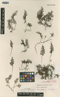 Isotype of Vandenboschia subclathrata K.Iwats. [family HYMENOPHYLLACEAE]
