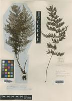 Type? of Trichomanes apiifolium C.Presl [family HYMENOPHYLLACEAE]
