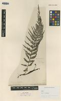 Type of Trichomanes striatum D.Don [family HYMENOPHYLLACEAE]