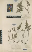 Type of Asplenium coenobiale Hance [family ASPLENIACEAE]