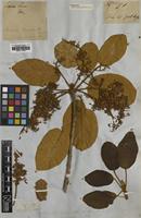 Type of Sterculia tragacantha Lindl. [family STERCULIACEAE]