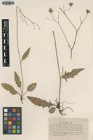 Type of Hieracium nitens Lindeb. [family ASTERACEAE]