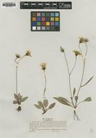 Type of Hieracium caesium Lindeb. var. angustatum [family ASTERACEAE]