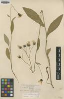 Type of Hieracium dovrense Almq. ssp. mutilatum [family ASTERACEAE]