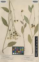 Type of Hieracium dovrense Almq. ssp. obtusissimum [family ASTERACEAE]