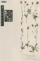 Type of Hieracium umbellatum Woł. f. putata [family UNKNOWN]
