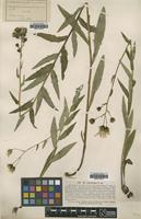 Type of Hieracium reticulatum Lindeb. [family ASTERACEAE]