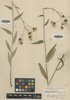 Type of Hieracium sparsifolium Dahlst. ssp. coronopus [family ASTERACEAE]