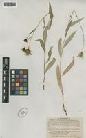 Type of Hieracium sparsifolium Lindeb. [family ASTERACEAE]