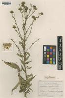 Type of Hieracium vagulum Sudre [family ASTERACEAE]