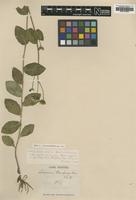 Type of Hieracium trachycaulon Vuk. [family ASTERACEAE]