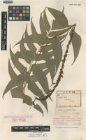 Isotype of Cyrtomium fortunei Tagawa var. intermedium [family DRYOPTERIDACEAE]