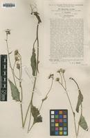 Type? of Hieracium caesium Hayek & Zahn ssp. schladmingense [family ASTERACEAE]