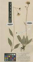 Type? of Hieracium murorum Dahlst. ssp. torpense [family ASTERACEAE]