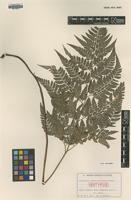 Isotype of Polystichum pseudoaristatum Tagawa [family DRYOPTERIDACEAE]