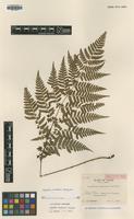 Isolectotype of Dryopteris hondoensis Koidz. [family DRYOPTERIDACEAE]