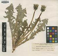 Type? of Taraxacum sinuatum Dahlst. [family ASTERACEAE]