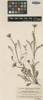 Type? of Taraxacum rubicundum Dahlst. [family ASTERACEAE]