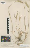 Isolectotype of Hordeum murinum Hack. f. montana [family POACEAE]