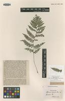 Type? of Athyrium iseanum Rosenst. [family WOODIACEAE]