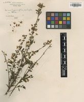 Isosyntype of Spiraea hypericifolia Rehder var. hupehensis [family ROSACEAE]
