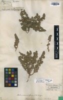Lectotype of Polycnemum glaucum Pall. [family CHENOPODIACEAE]