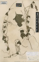 Isotype of Dioscorea asteriscus Burkill [family DIOSCOREACEAE]