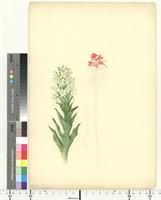 Bonatea foliosa Lindl., from South Africa
