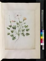 Monsonia pilosa Willd., from South Africa