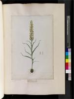 Corycimum crispum (Thunb.) Sw., from South Africa