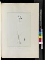 Disperis graminifolia Banks ex Steud., from South Africa