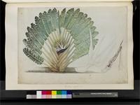 Strelitzia alba (L.f.) Skeels, from South Africa