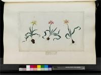 Moraea papilionacea (L.f.) Ker Gawl., from South Africa