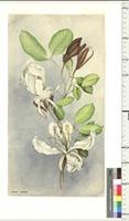 Turraea L., species from Nigeria