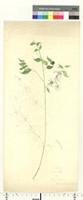 Dicrenolepis grandiflora Engl., from Nigeria