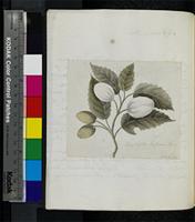 Cassine crocea (Thunb.) Kuntze from South Africa