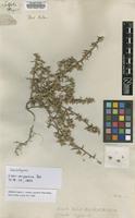 Lectotype of Salsola kali Pall. var. pontica [family CHENOPODIACEAE]